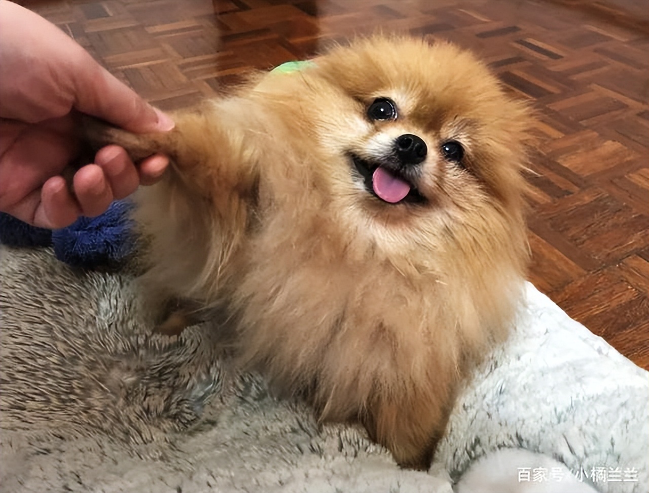 博美犬的饲养常识有哪些,博美犬优缺点有哪些表现