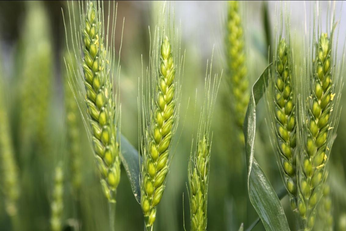 谷雨在月头寡妇不用愁啥意思,谷雨在月头寡妇不用愁什么意思