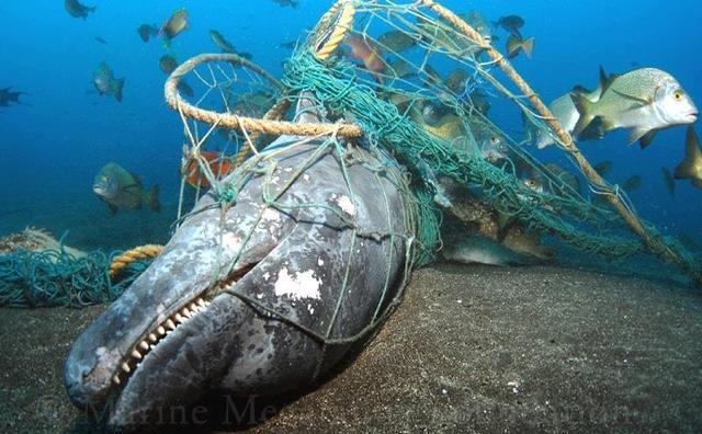 海豚的生殖方式,雄海豚和雌海豚是如何繁衍的