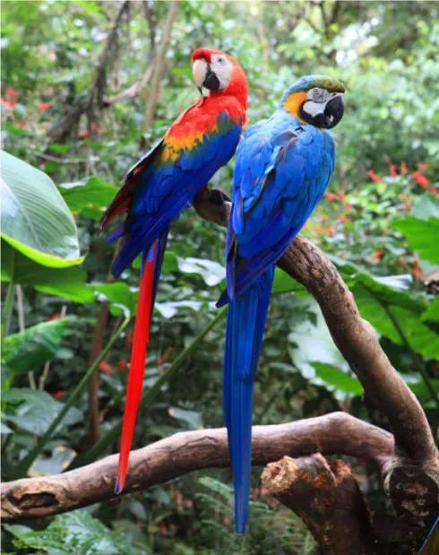 图片欣赏-金刚鹦鹉