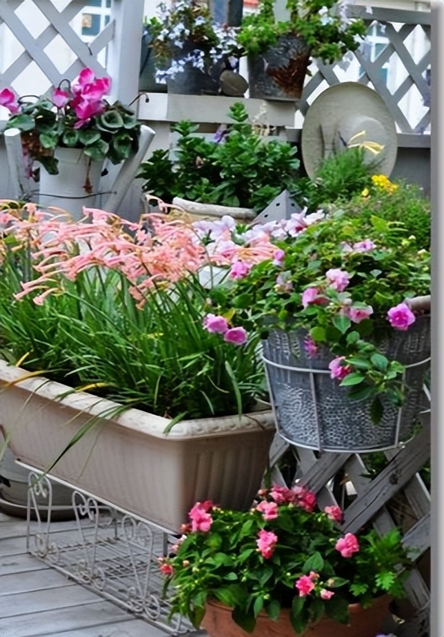 这3种花漂亮又好养1年能开300多天,5种花超好养漂亮上档次