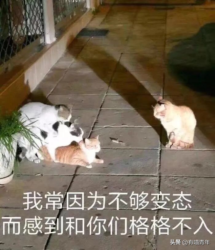 养猫的100个怪癖,养猫变态