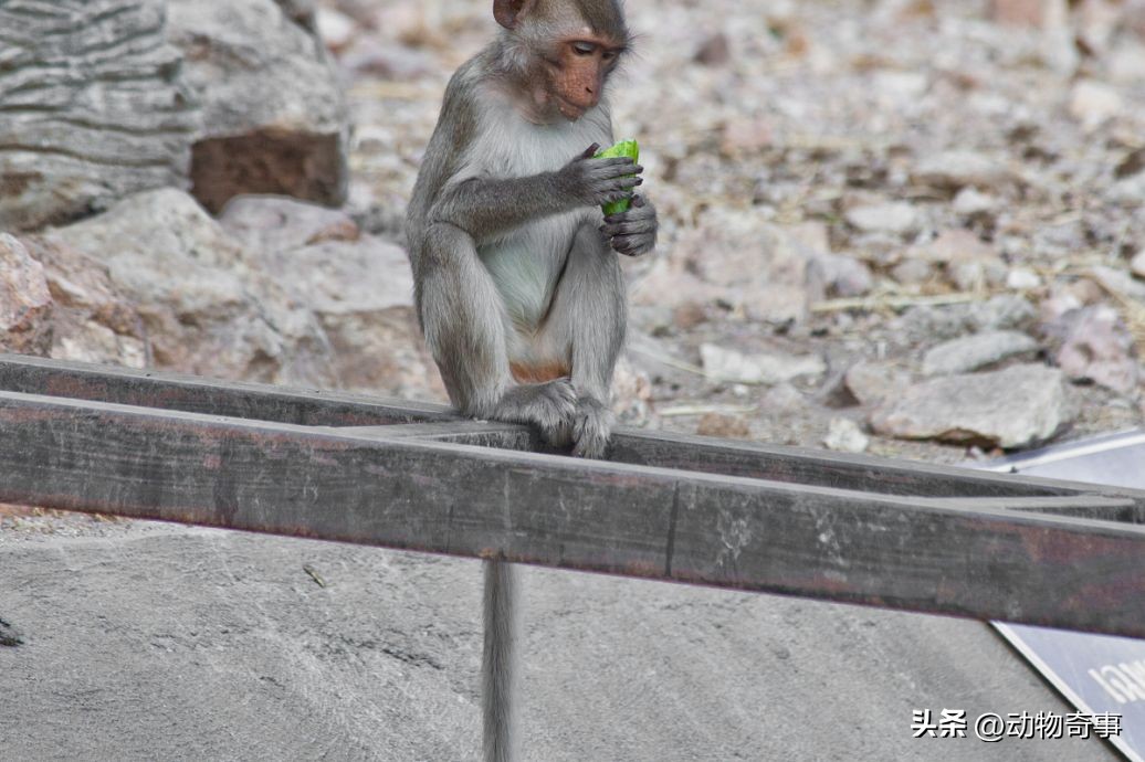 最聪明的猴子是黑尾猴,最聪明的猴子有哪些