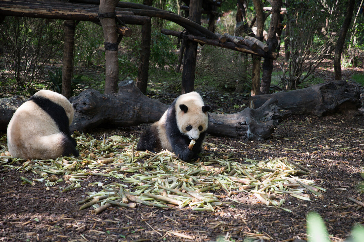 各个国家的国宝大全,世界上的各个国家的国宝