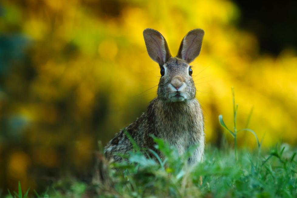 汉字演变十二生肖之兔,说文解字十二生肖之猴