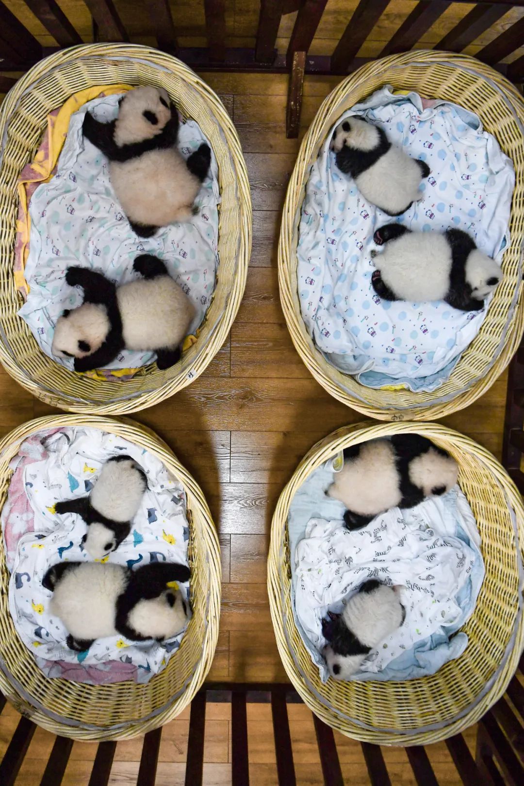 我真的太爱熊猫了，难不成上辈子是根竹子？