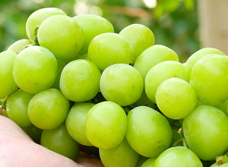 日本颁布新法，对1900类果蔬品类实行“*锁封**”，禁止流入中国