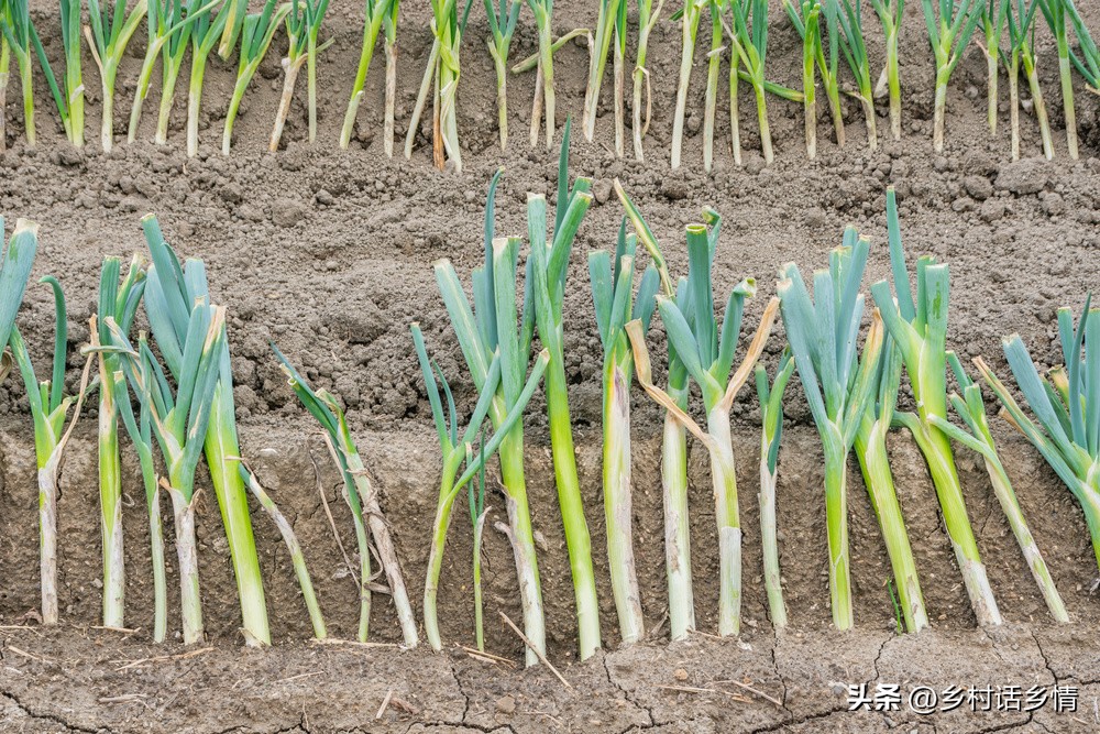大葱想要长的好浇水有技巧,大葱幼苗要注意什么