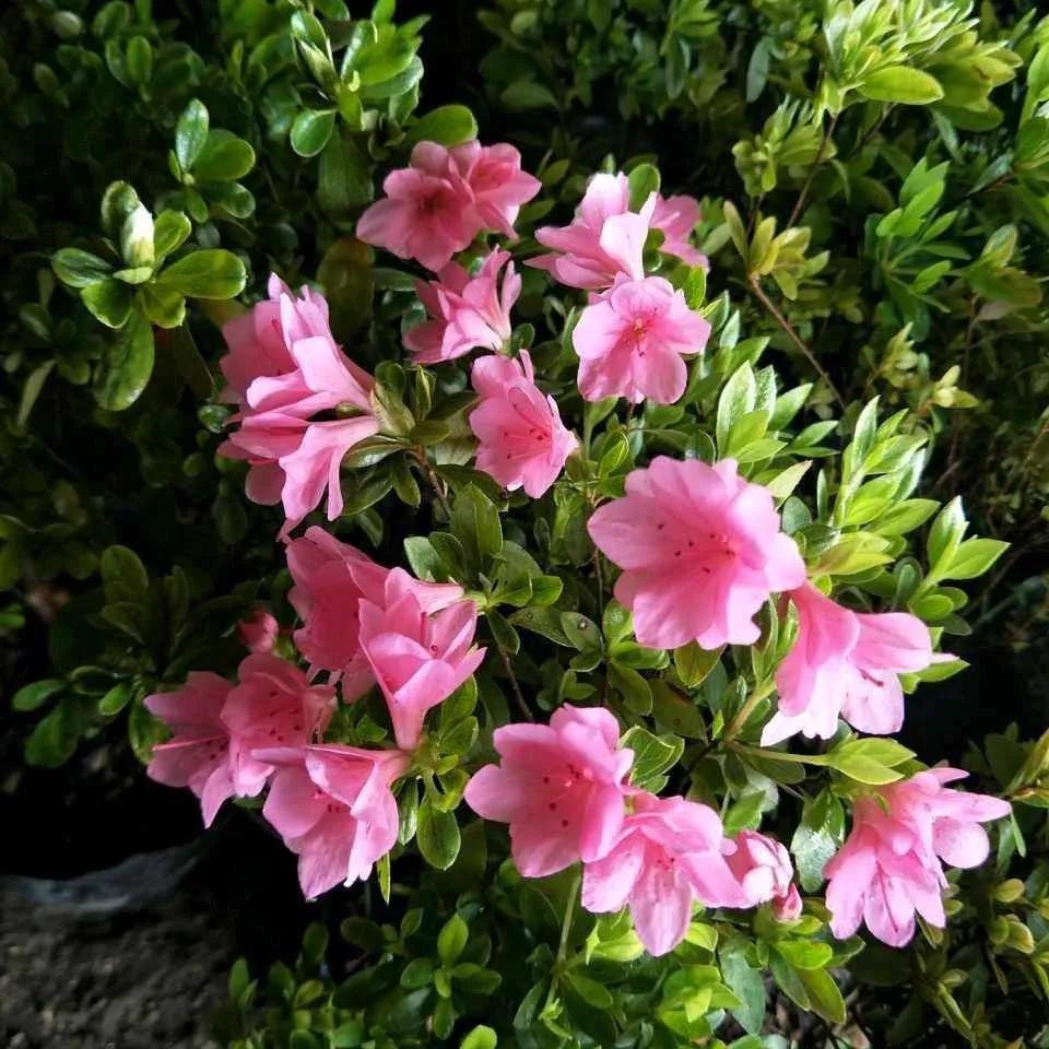 过年买的杜鹃，开完花就要死，注意4点，年年都开花