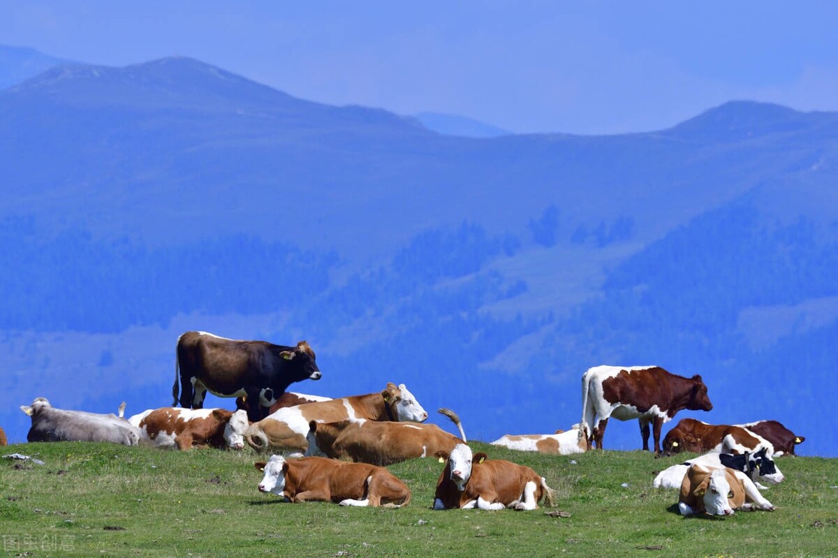 2022年牛价西门塔尔,今日800斤西门塔尔牛啥价