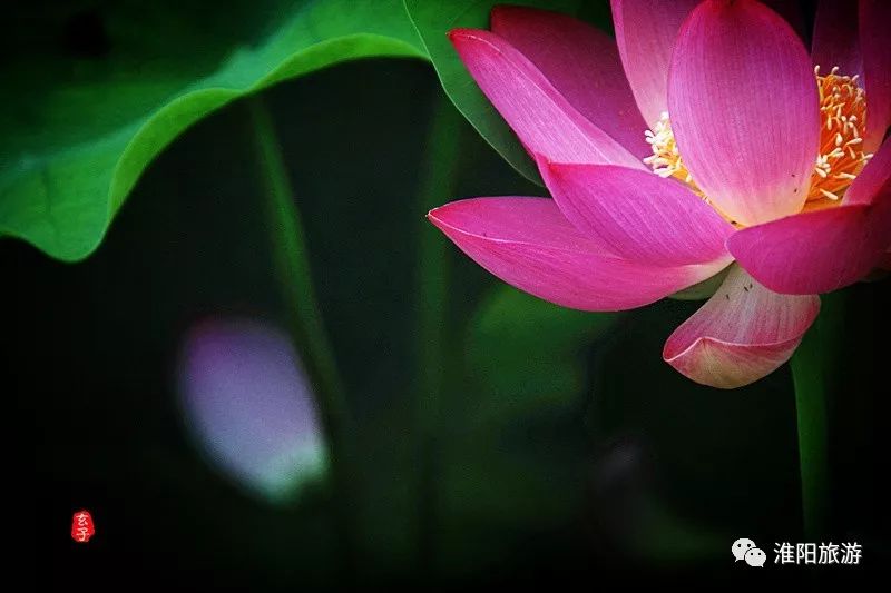 淮阳龙湖赏荷花的季节,淮阳观赏荷花的地方在哪里