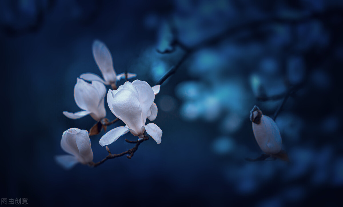 心若从容便是优雅的句子,愿岁月静好优雅而从容