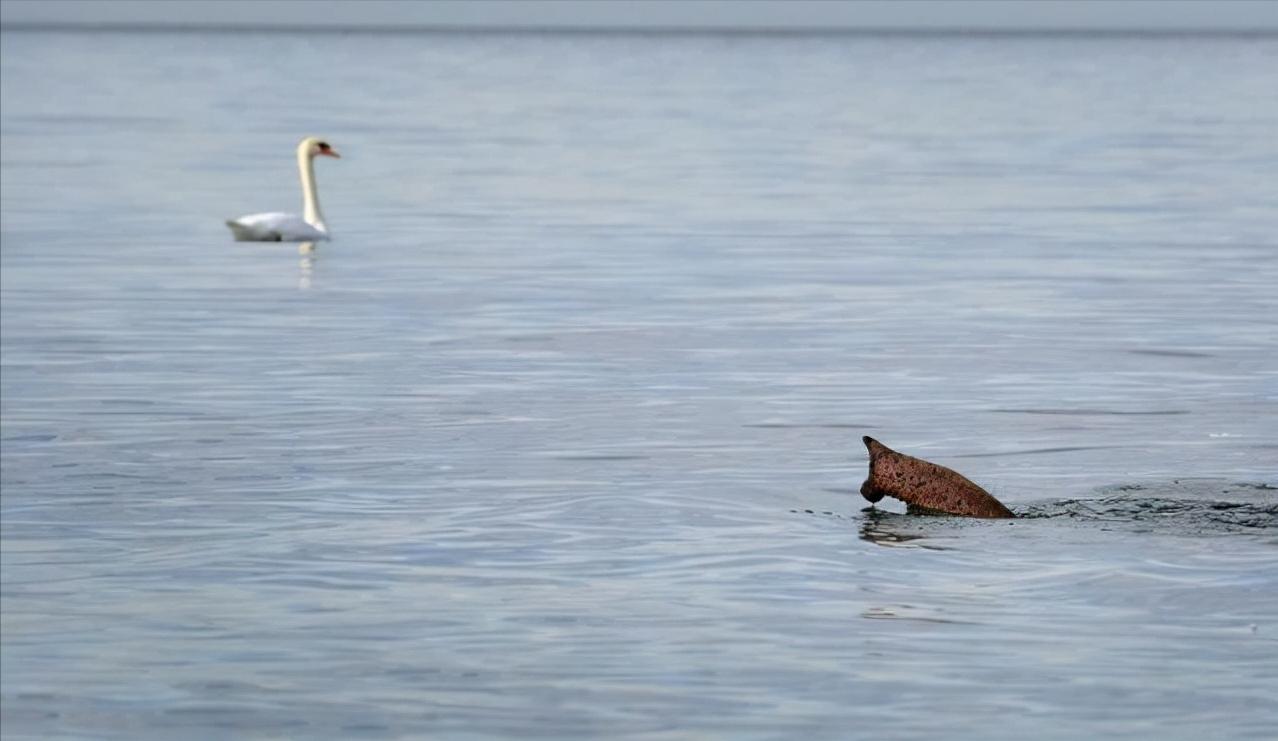真实大象的照片,在野外拍到的真实大象