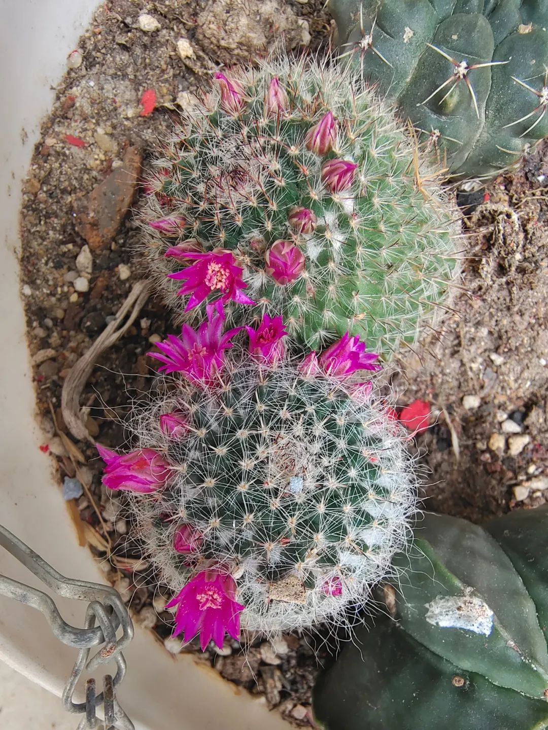 室内养树总是养不活,哪些植物适合碱性土养