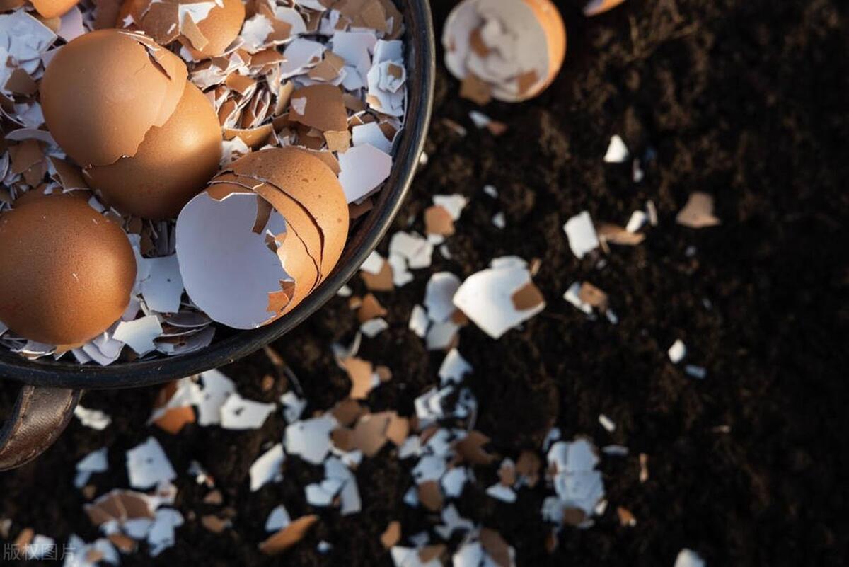 鸡蛋壳别直接扔掉,鸡蛋壳别丢