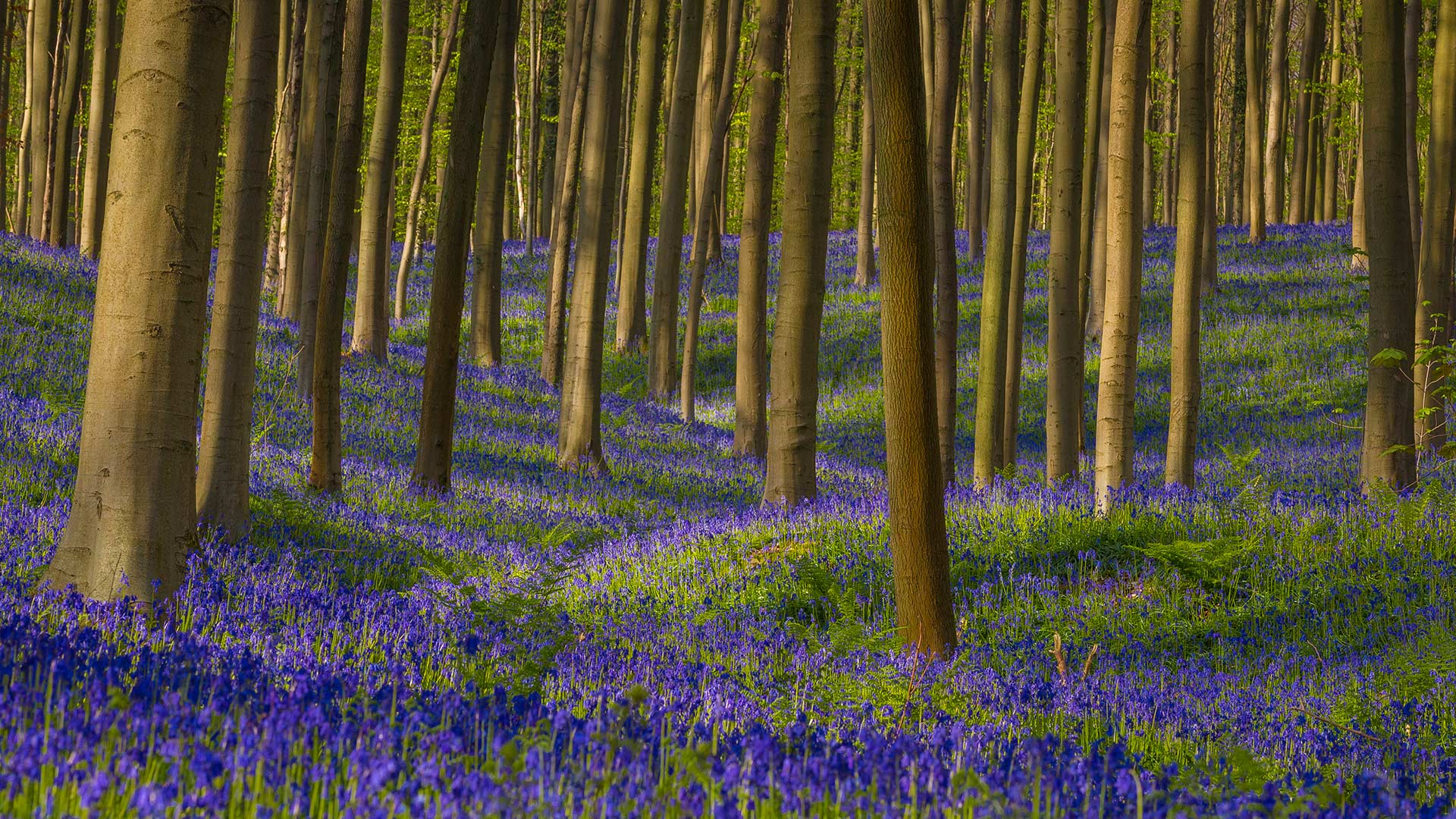 自然就是美,自然就是美歌曲