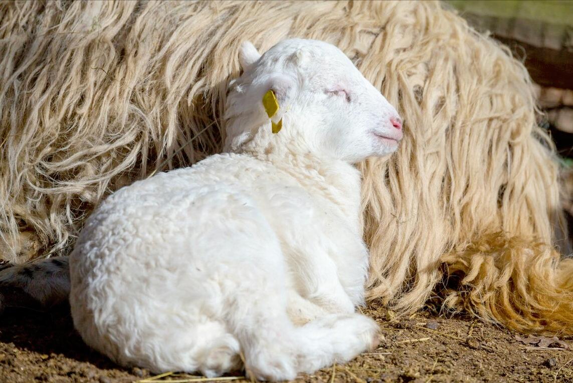 刚出生小羊羔喘不过气来怎么抢救,刚出生的小羊羔站不起来怎么治疗