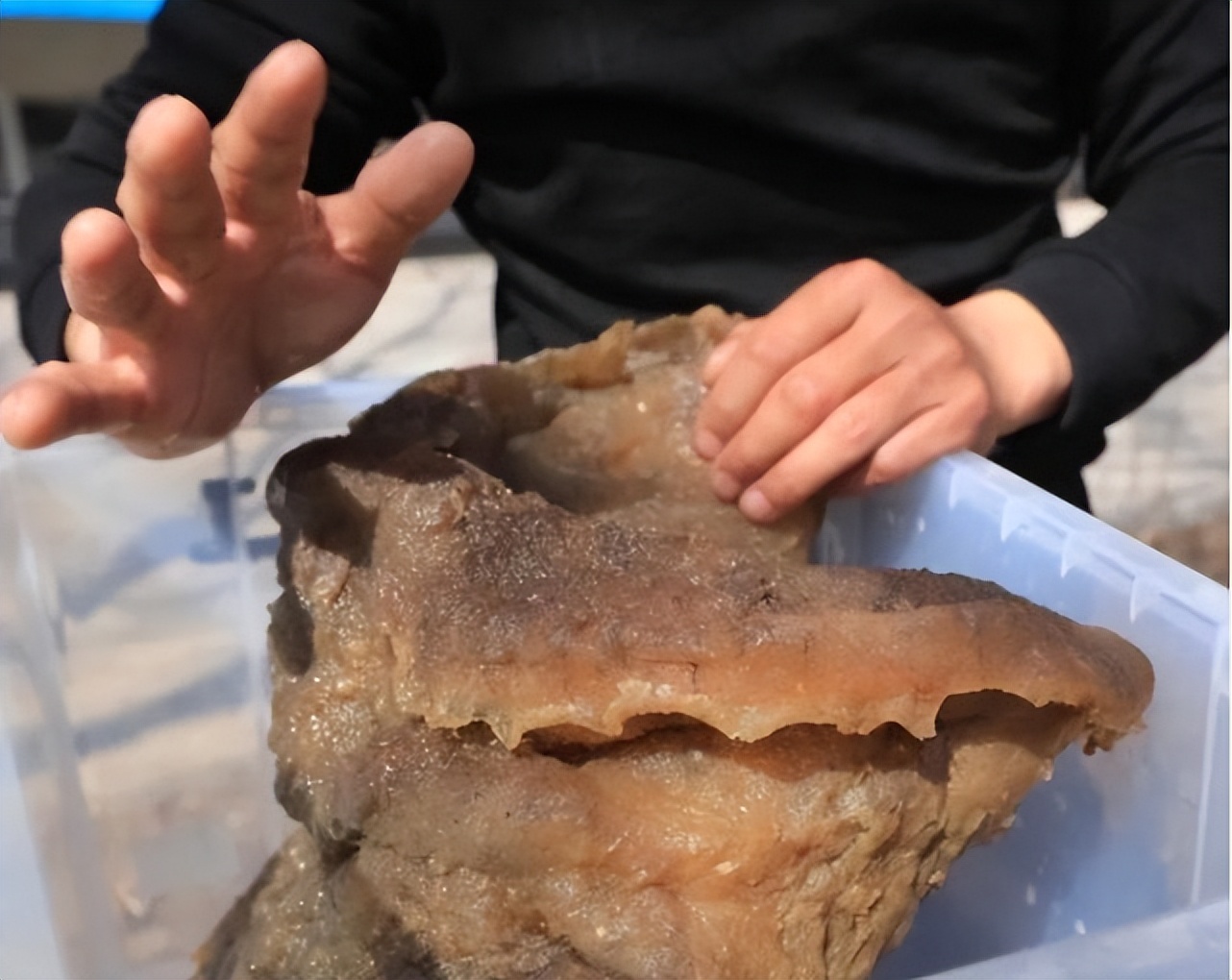 捡到200多斤的太岁能卖多少钱,大连男子捡到太岁