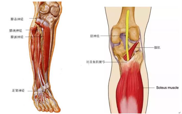 臀部痛和小腿痛怎么回事,臀部痛和大腿痛是股骨头坏死吗