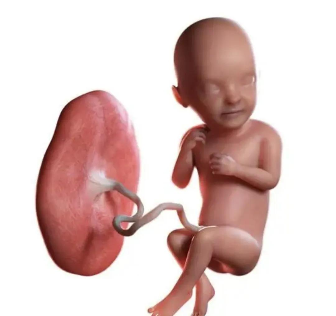 胎盘对人吃了有益吗,人体胎盘能吃吗有什么作用