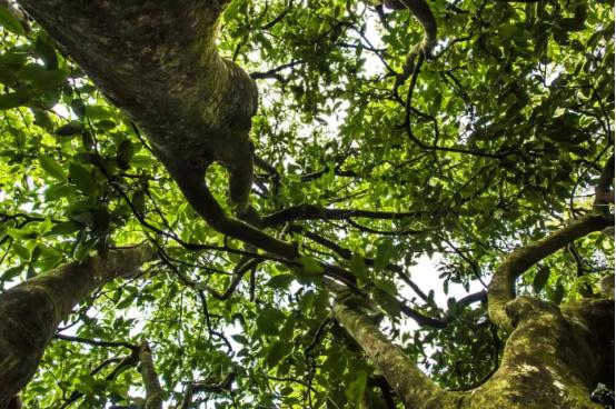 茶圈四大谎言,茶圈有哪些秘密