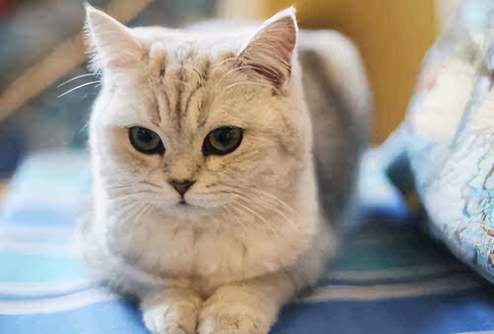 猫咪晚上不睡觉老是跳来跳去,猫咪晚上不睡觉专门在主人旁边