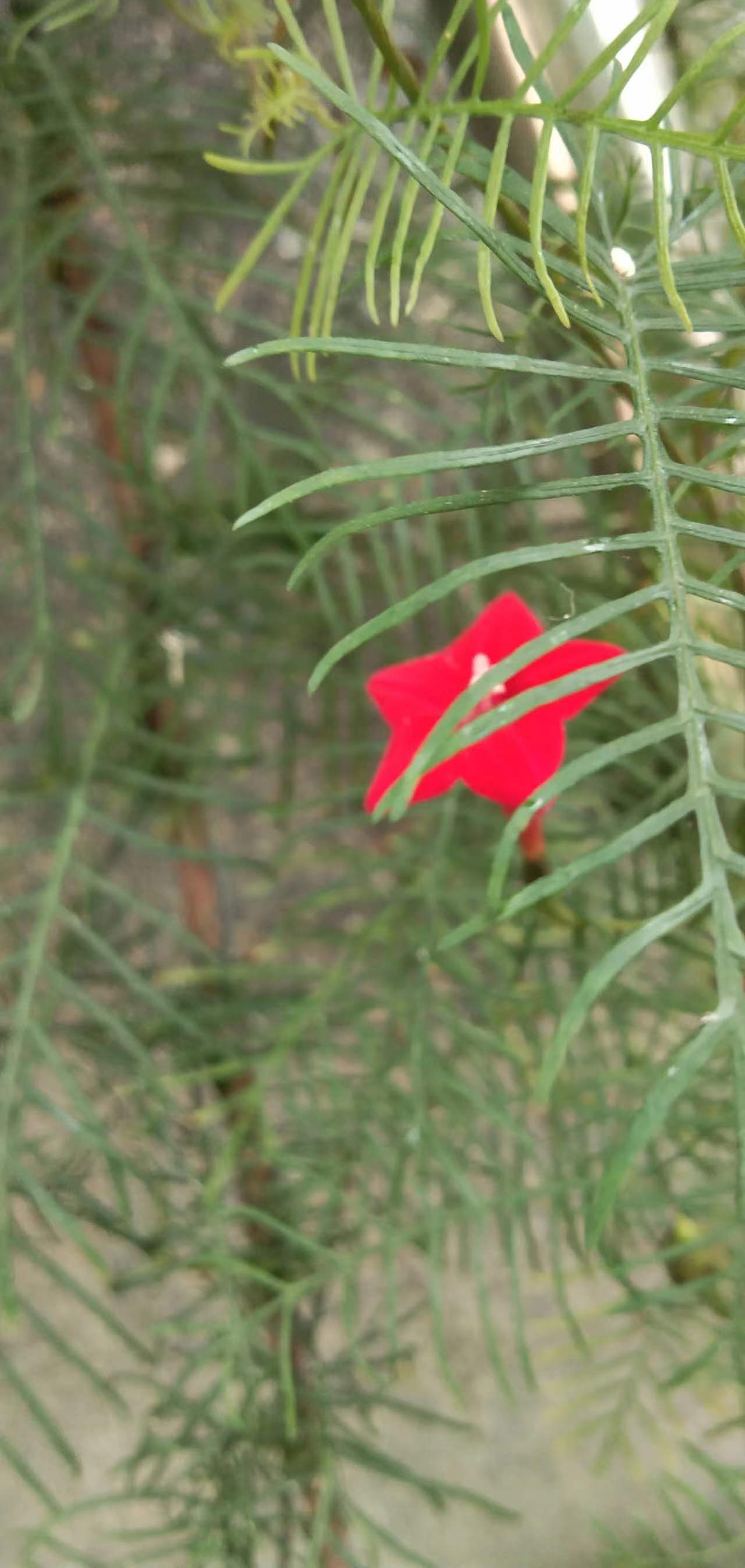 过年期间庭院开的草花,过年庭院开的花有哪些