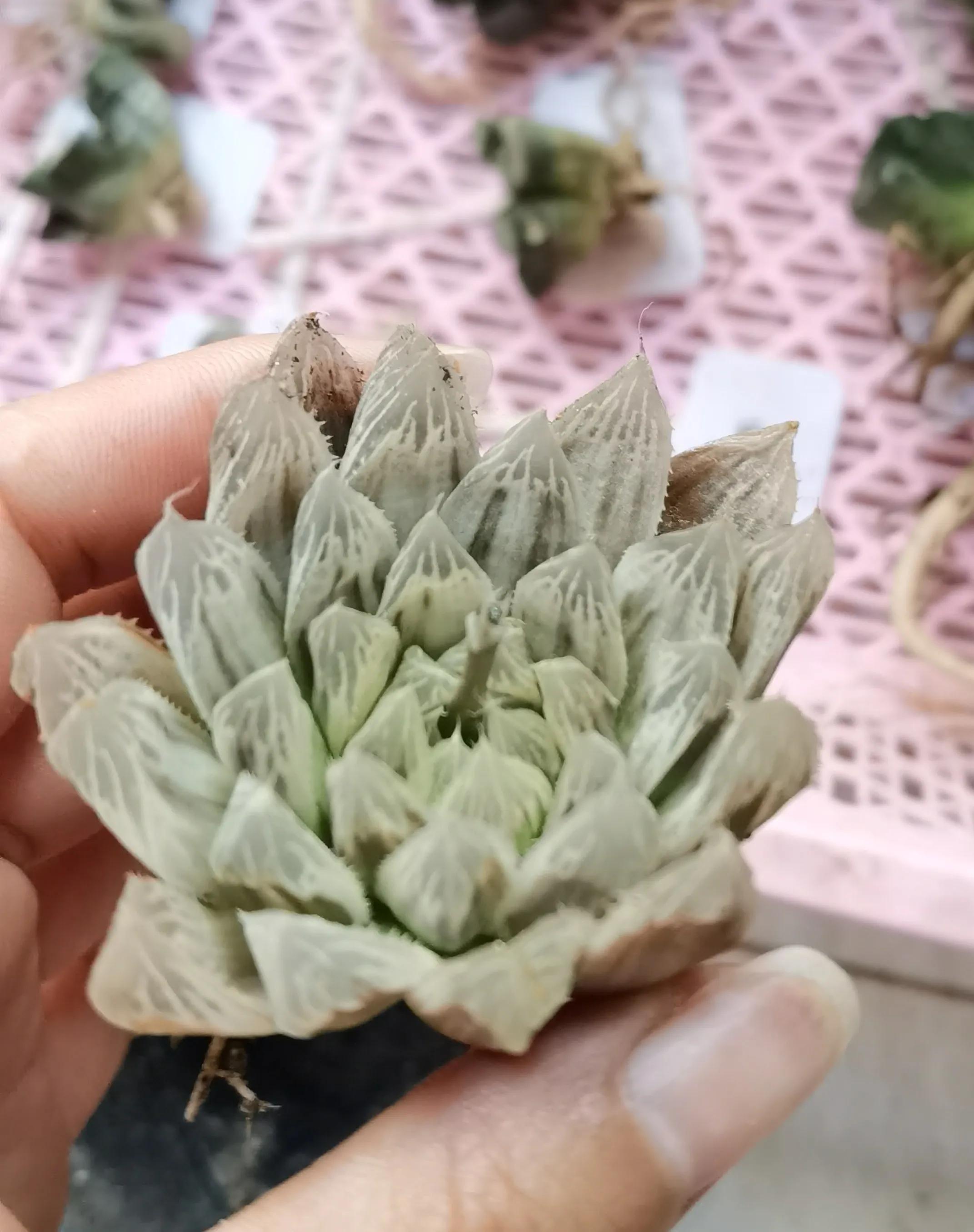 玉露种子怎么种,从种子开始种玉露