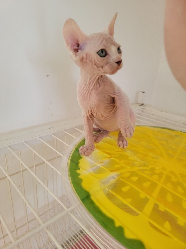 伴侣猫推荐,无毛猫斯芬克斯好不好