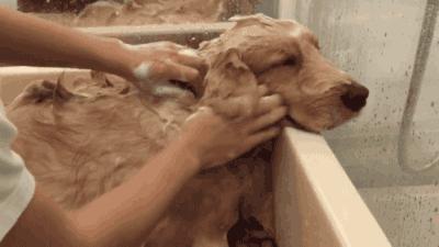 养狗省钱攻略：动手帮狗狗洗澡详细教程