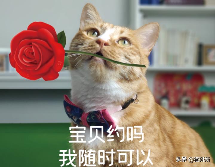 方圆3公里的母猫发情都知道！猫咪嗅觉能有多厉害？