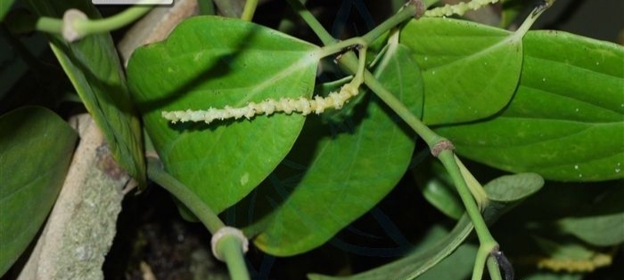 世界上有胡椒味的植物,胡椒是天然植物吗