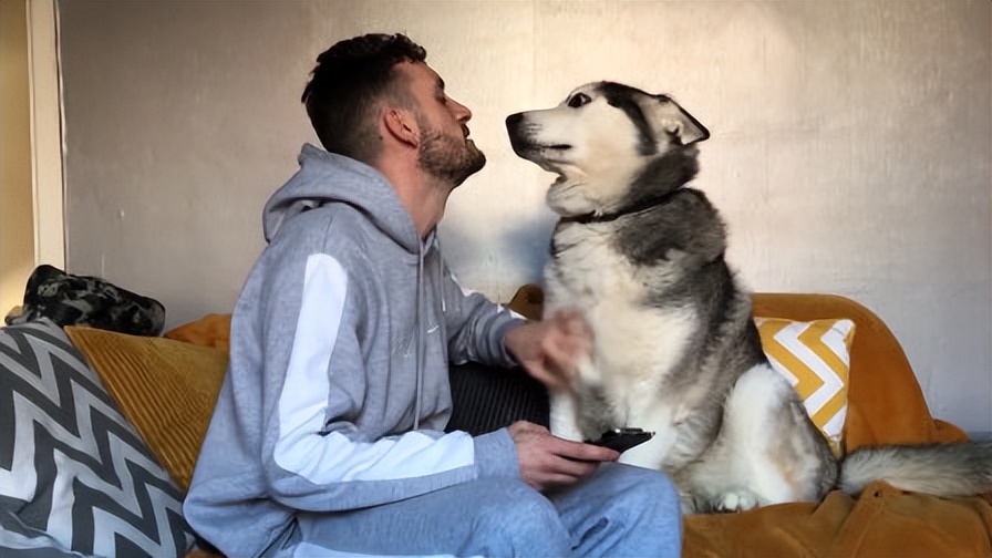 适合家养温顺的狗,什么狗狗最温顺听话好养