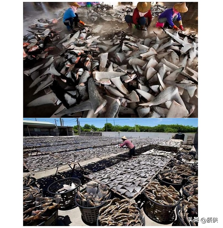 人类为什么只吃鲨鱼,为什么人类只吃鱼翅