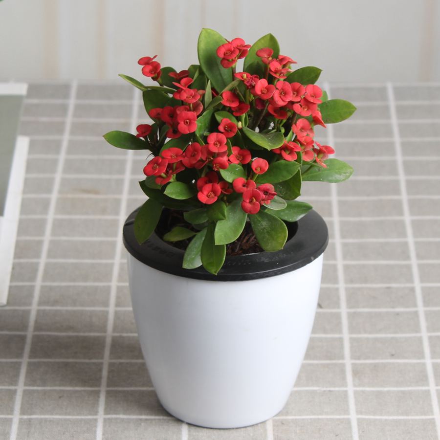 10种“漂亮花”，开花红艳艳，美得不可方物，客人来了走不动道