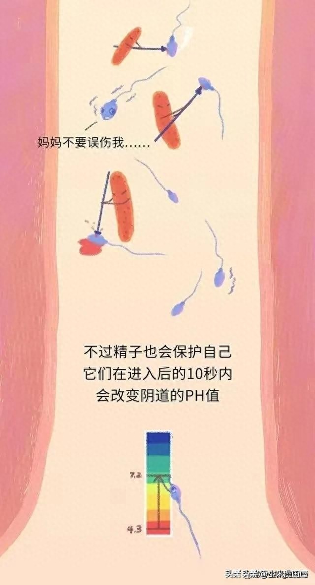 精子进入女性体内的24小时，都经历了什么？漫画