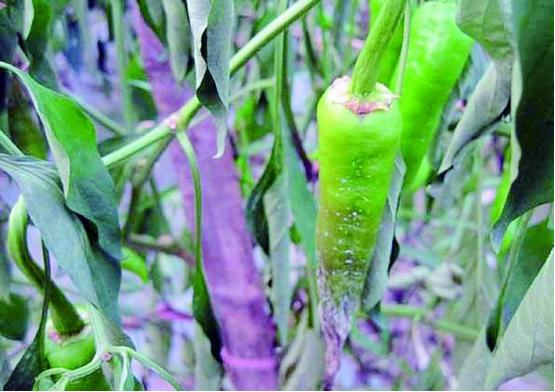 辣椒所有叶子病害大图识别与防治,辣椒结果期需要预防的虫害