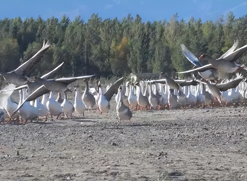 小伙养鹅养鸡上千只大鹅全卖了,养鹅被大雁带走2000只