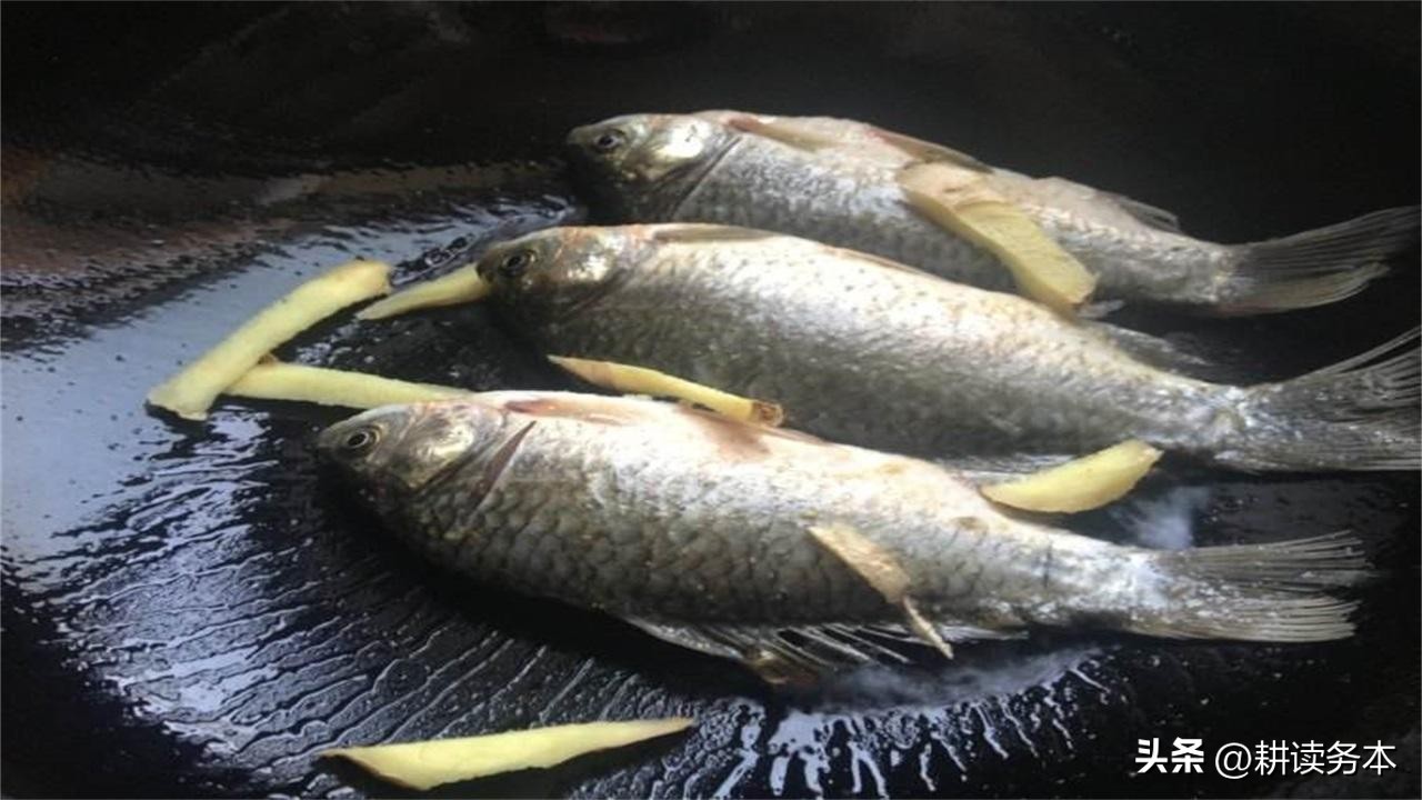 日本假鲫鱼怎么钓,日本假鲫鱼钓法