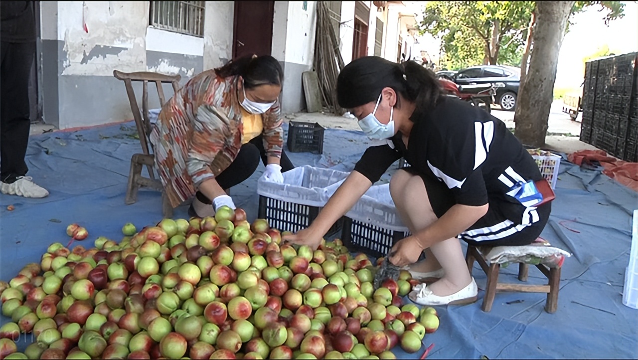 内乡县赤眉镇：统筹疫情防控和林果收购 助力果农丰产增收