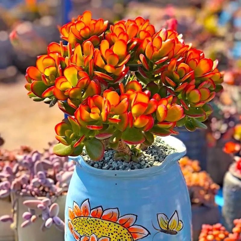 客厅有树十有九富家里养一盆,客厅养树十有九富