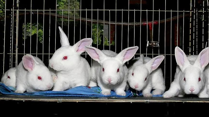 养殖肉兔都有哪些疾病,养兔的疾病治疗费用多少钱
