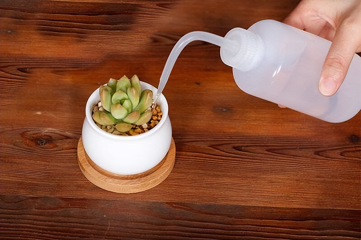 多肉植物存活率多少合适,网购的多肉怎么样快速养好根