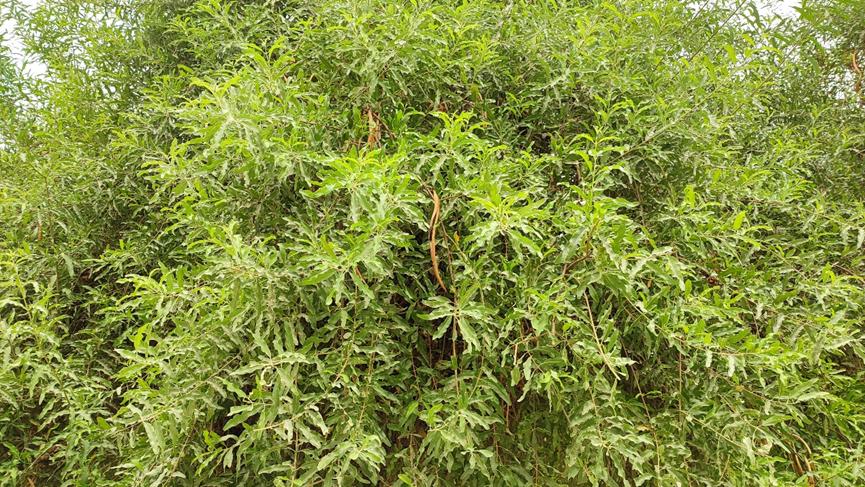 迪拜适合养什么植物,迪拜常见花草