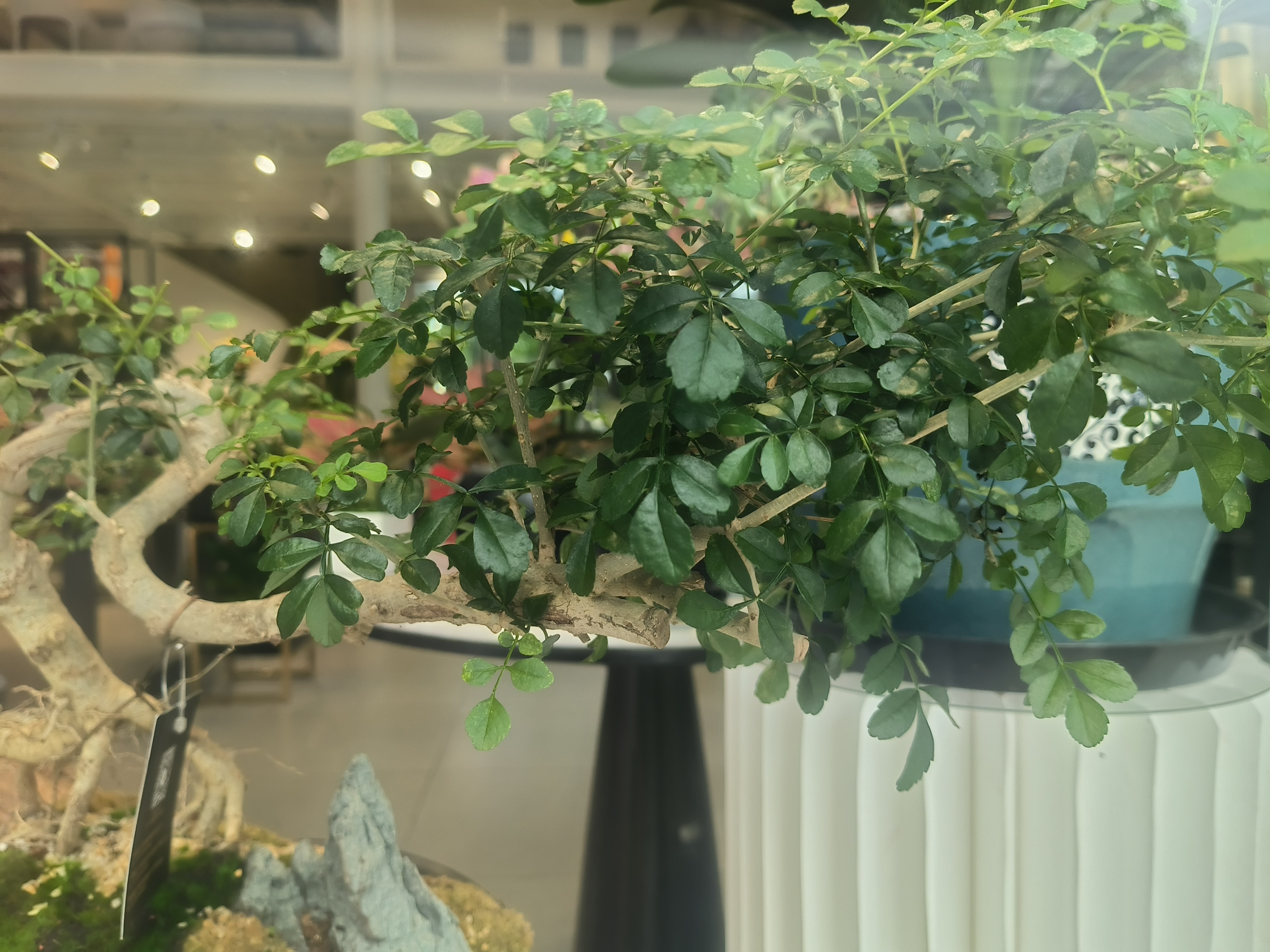 偶像派和实力派哪个更好看,荣耀70pro和平精英测评