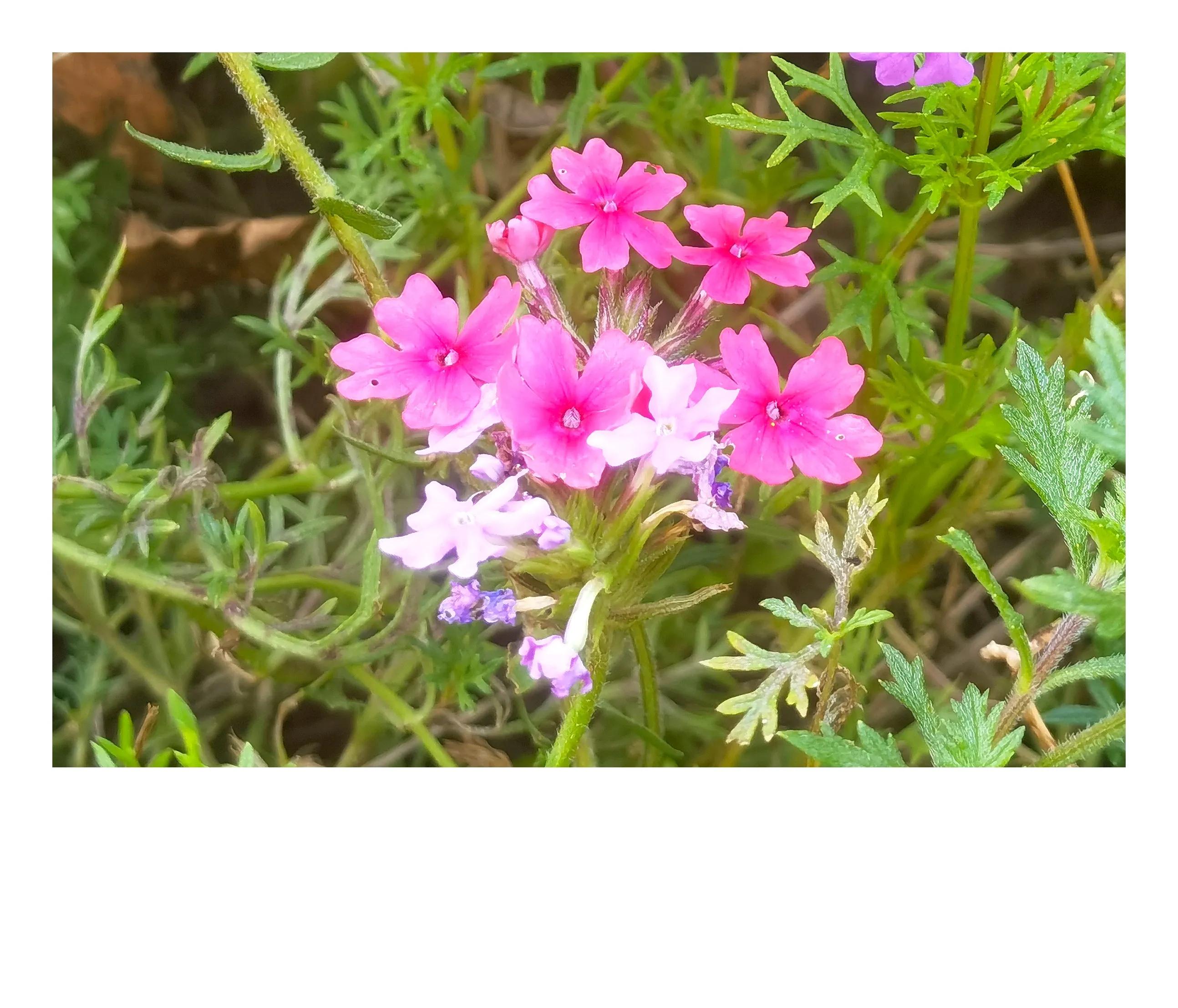 奥森公园里秋意图片,奥森公园的秋花也很漂亮