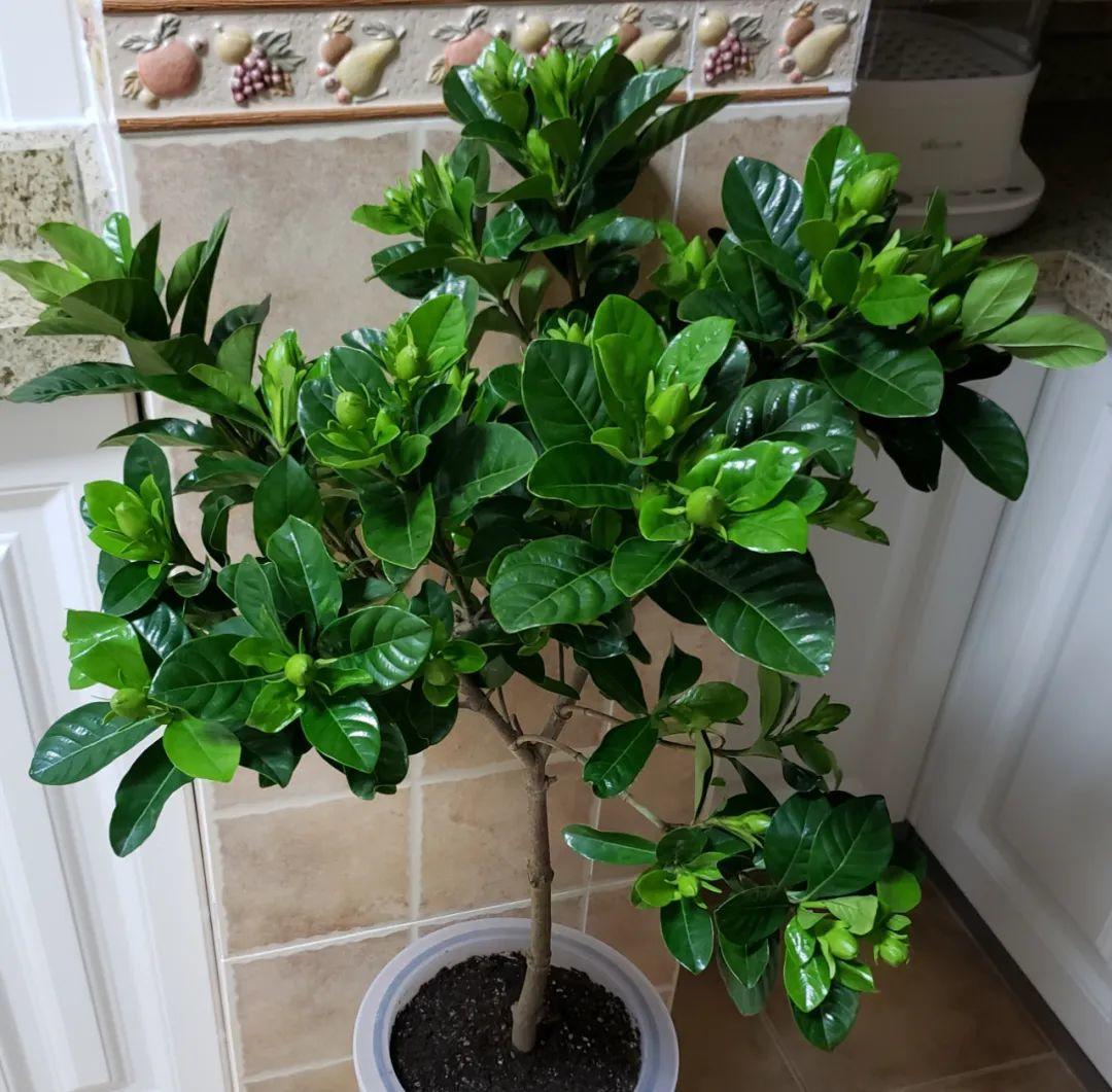 养花总是歪掉,养花别老浇水