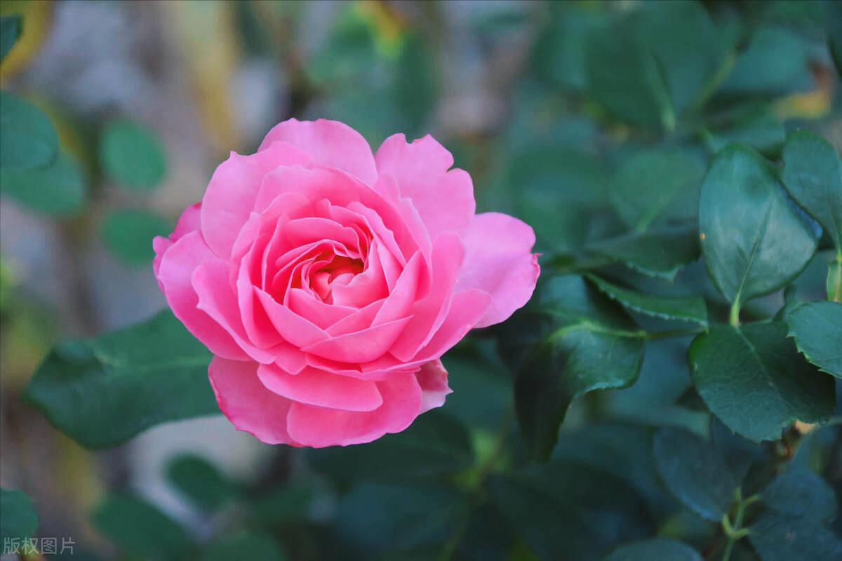 女子抓包老公劈腿回顾,抓包男友劈腿