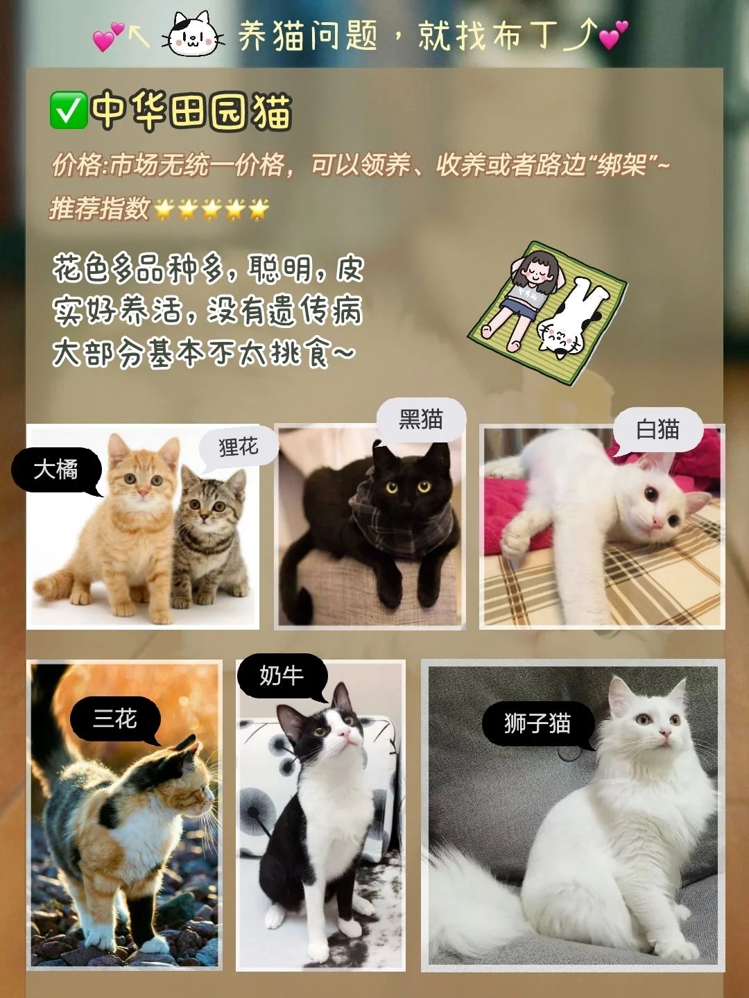 新手养猫选择哪个品种猫,养猫新手选哪一种猫便宜性格好