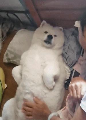 狗狗为什么一摸就拉肚子,狗狗为什么总是露肚皮